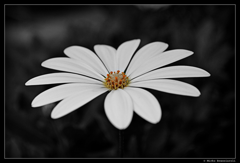 Margherita Bianca (Macro)