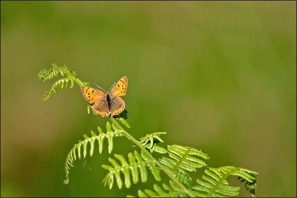 la felce e la farfalla...