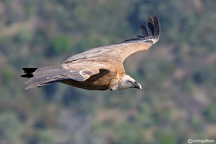 In volo con il grifone