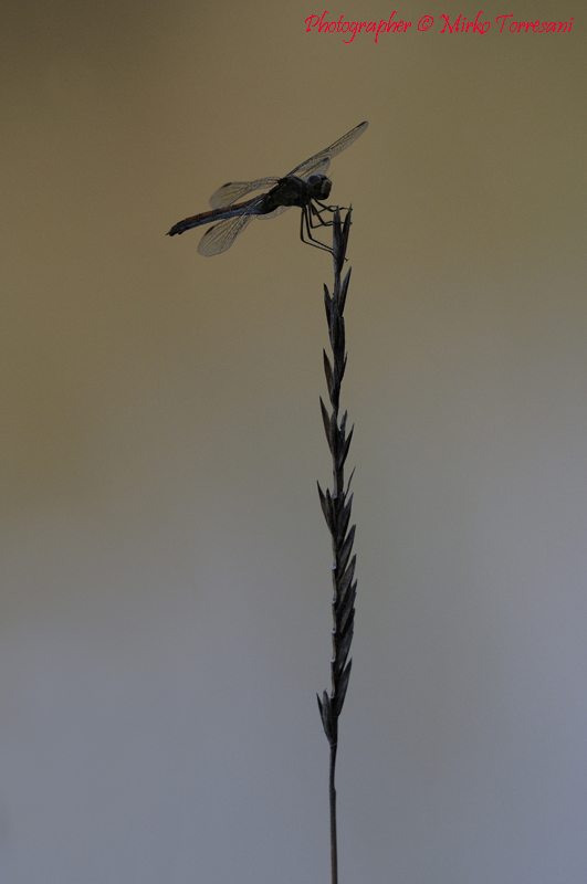Orthetrum cancellatum in silhouette