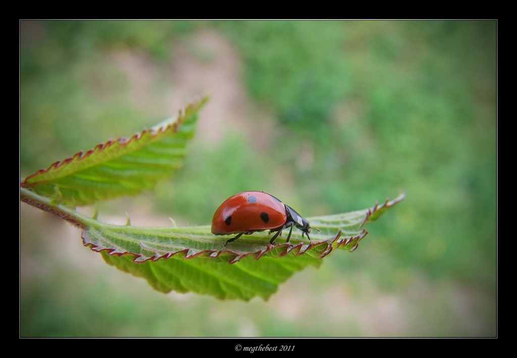 ancora lei ladybird