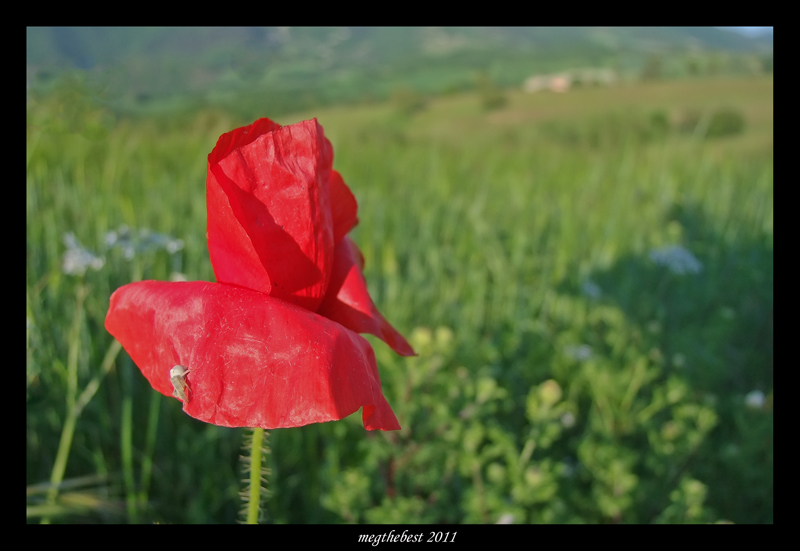 il rosso, il verde e il ragnetto