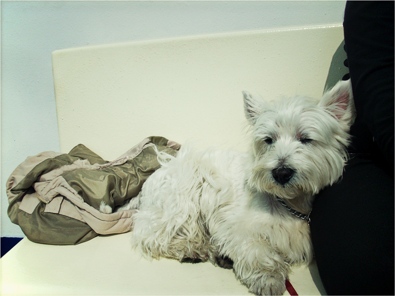 cane bianco dama nera