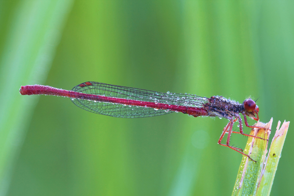 ...Mi Prude Il Naso...!!!