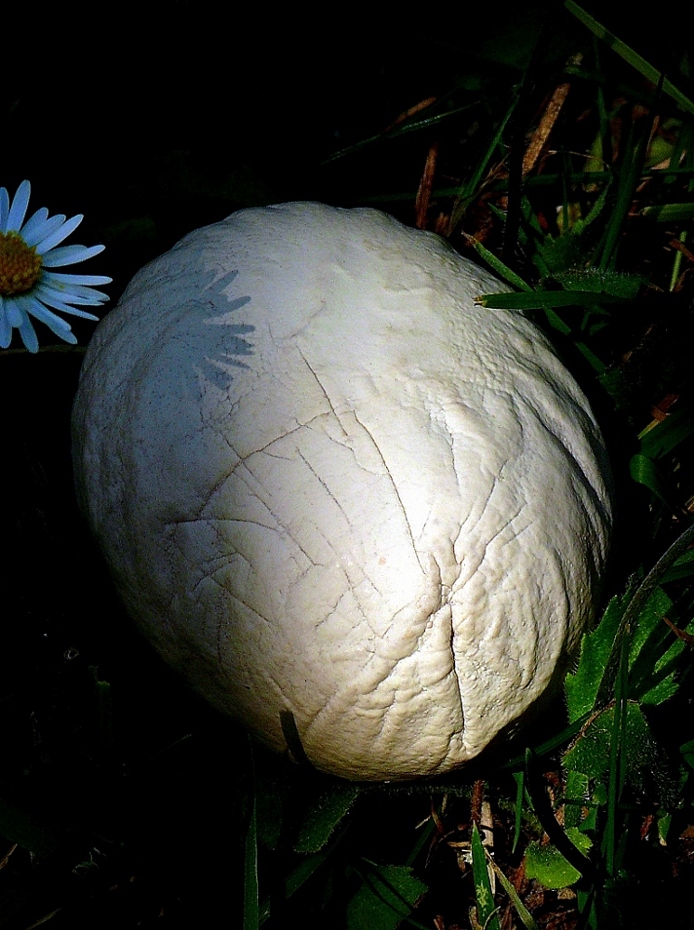 Raggio di sole......