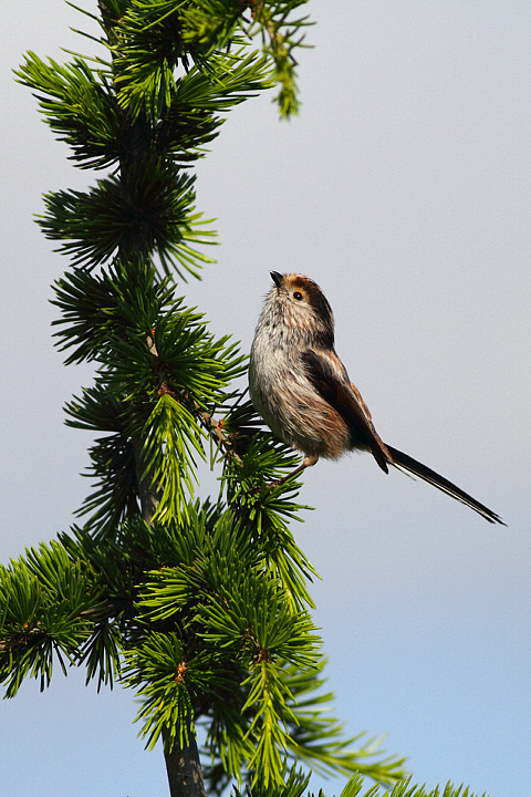 CODIBUGNOLO.........