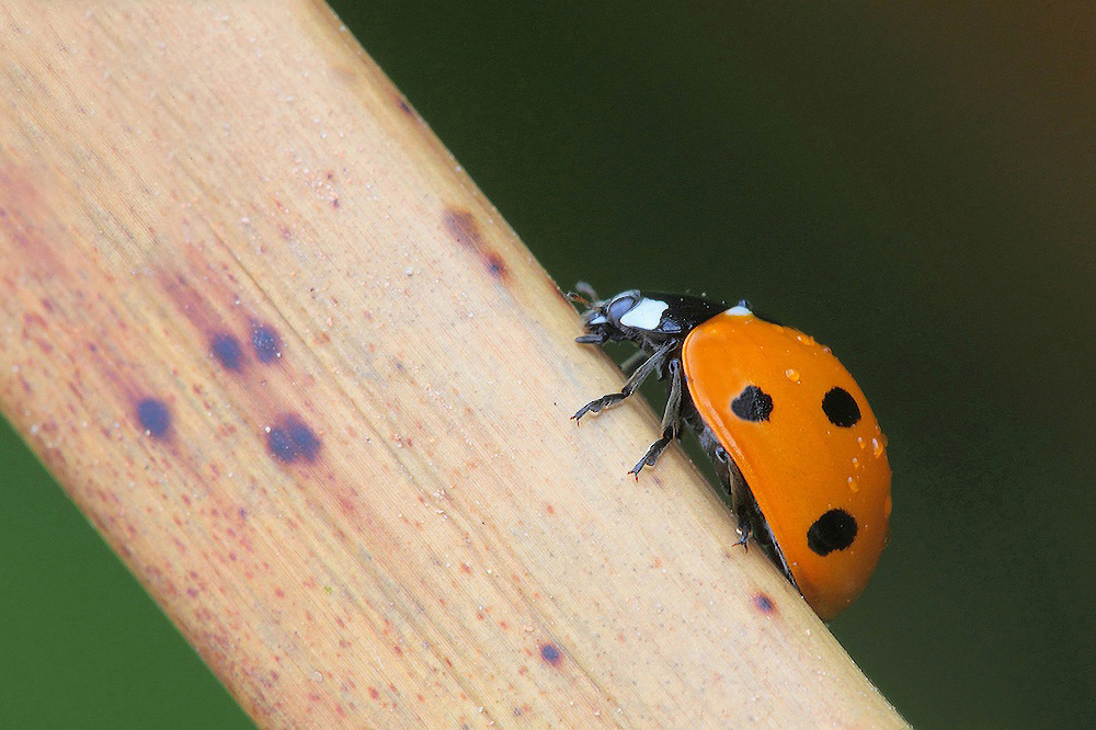 ...Cocci & Nella...!!!