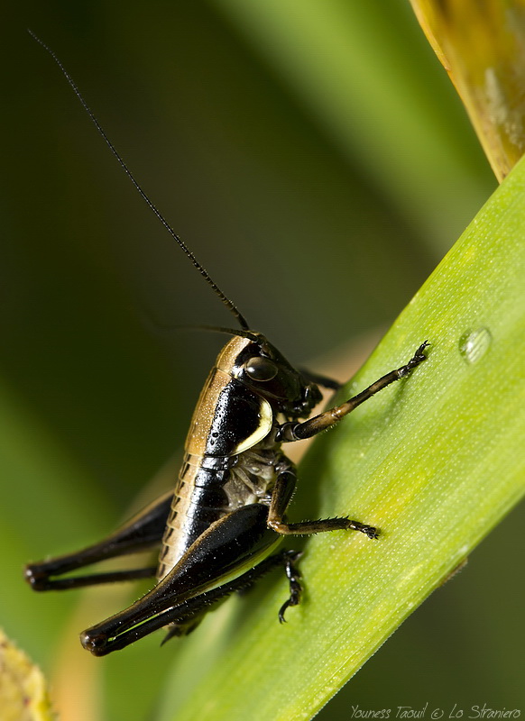 Quasi quasi mi faccio un goccio anch'io