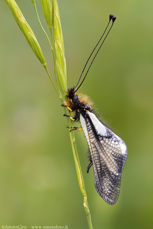 Libelloides coccajus