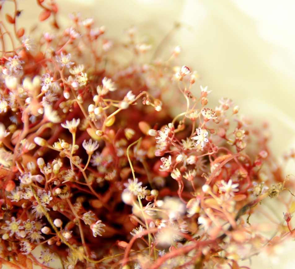 Fiori di campo "flowers rose"