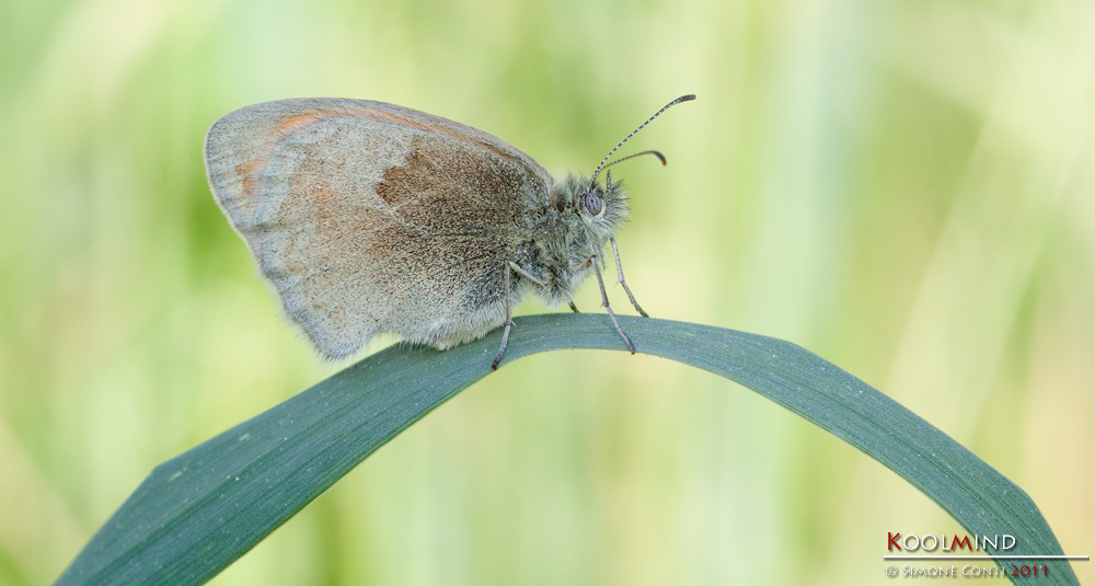 Coenonympha pamphilus in ombra
