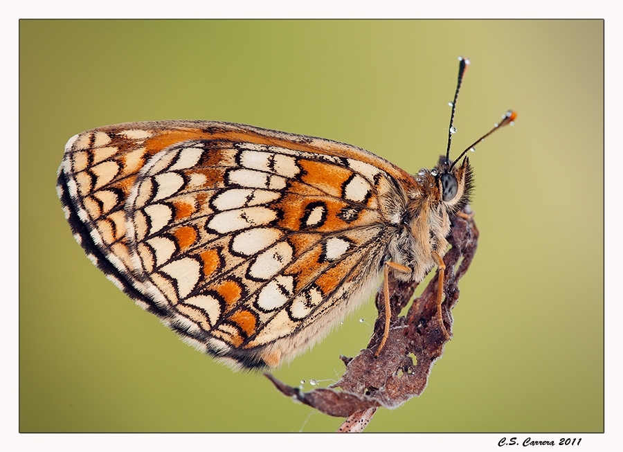 Melitaea