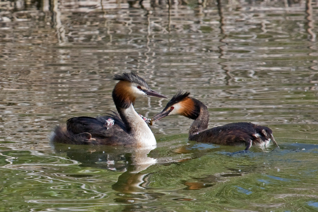 ritratto di famiglia ;-)