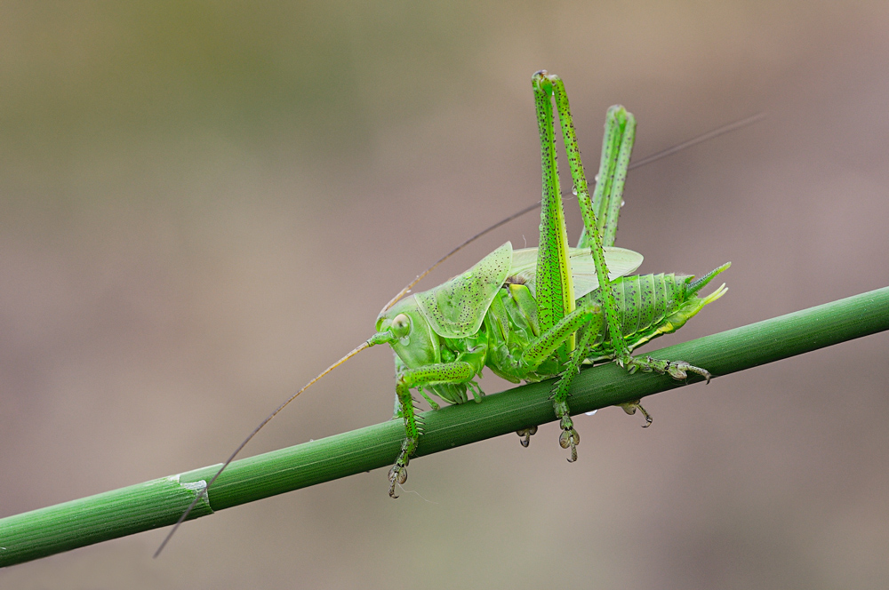 una lacrima sul viso