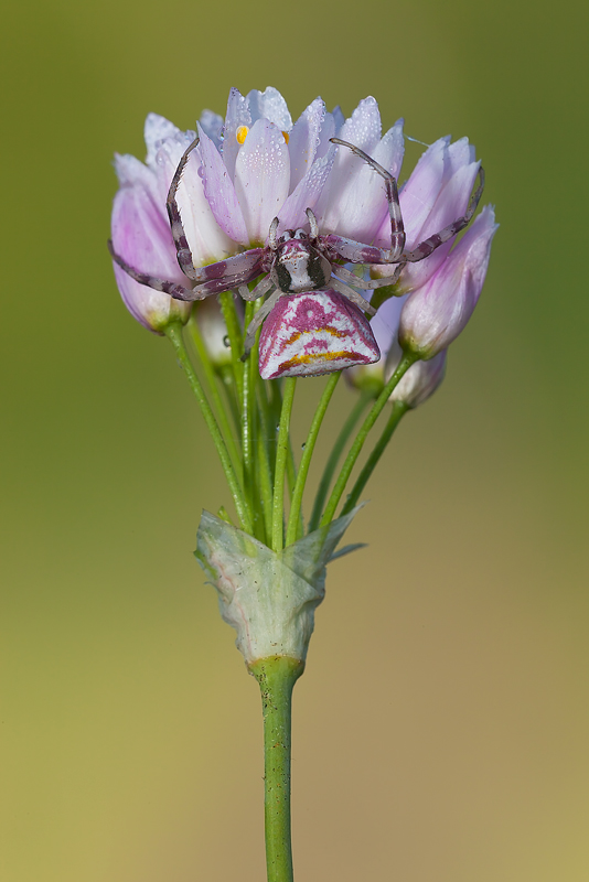 ...quel mazzolin di fiori...