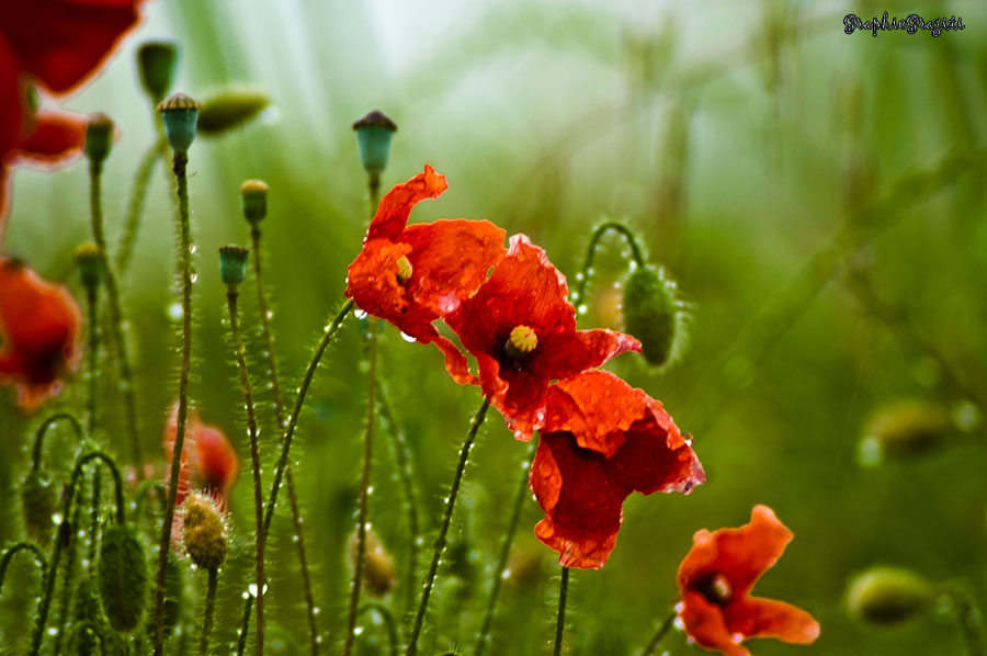 in un giorno di pioggia