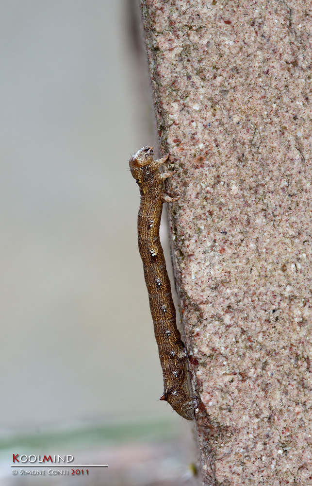 Bruchino di Colotois pennaria
