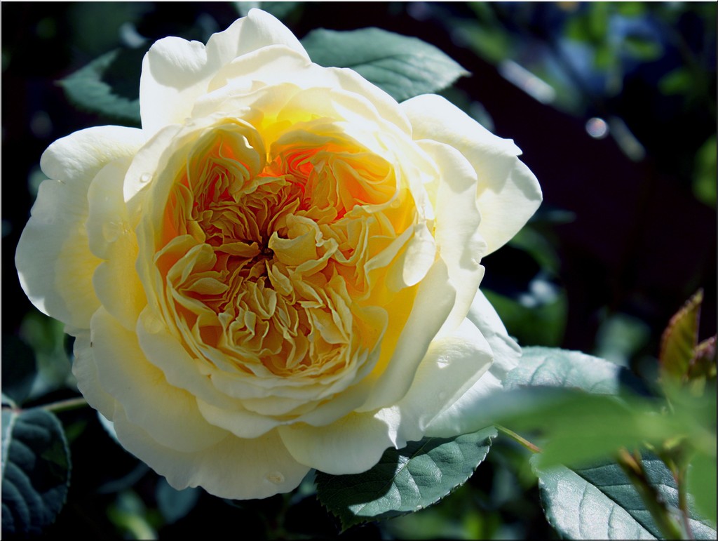 "the pilgrim", David Austin rose