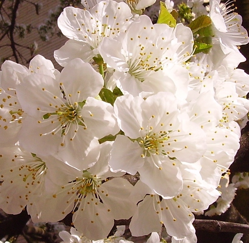 ciliegio cassina nuova