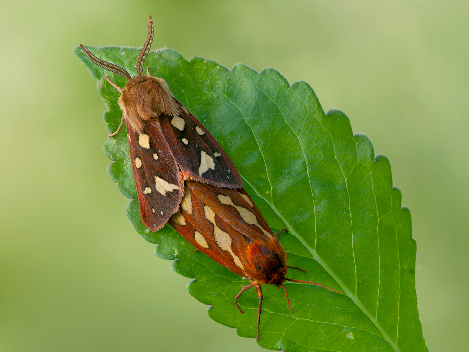 sopra una foglia ...