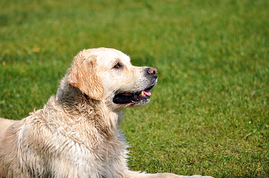 Golden Retriever