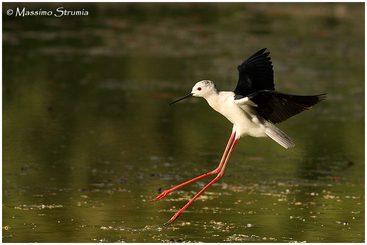 L'atterraggio del cavaliere d'Italia