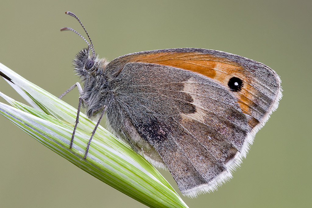 Coenonympha pamphilus
