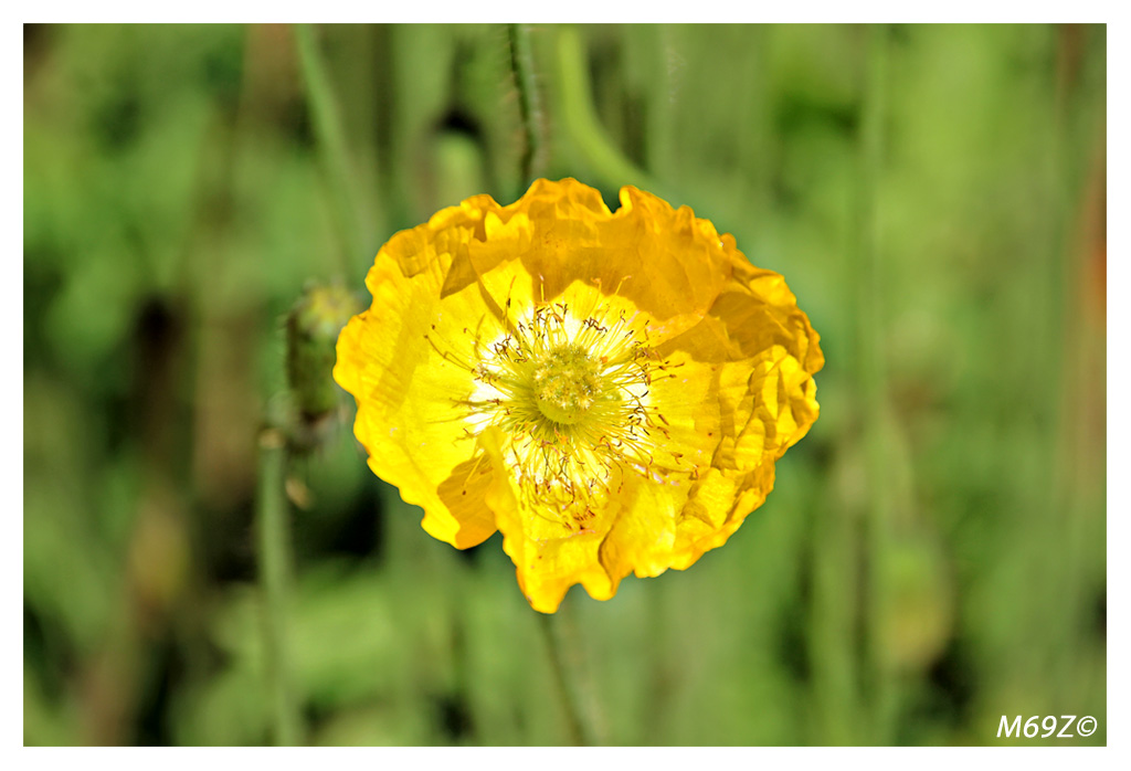 non sono mica tutti rossi!!!