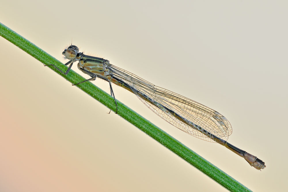 Ischnura elegans