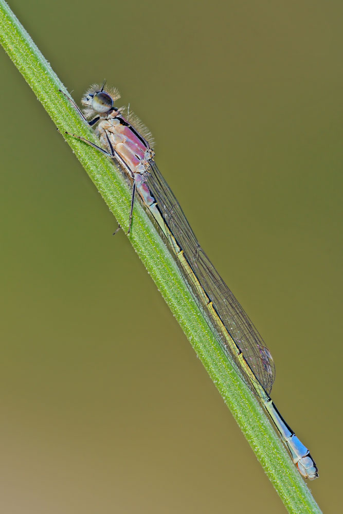 Ischnura elegans
