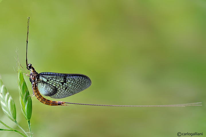 Ephemera sp. l'insetto intero