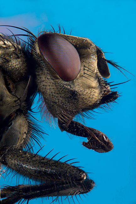 Il profilo della mosca