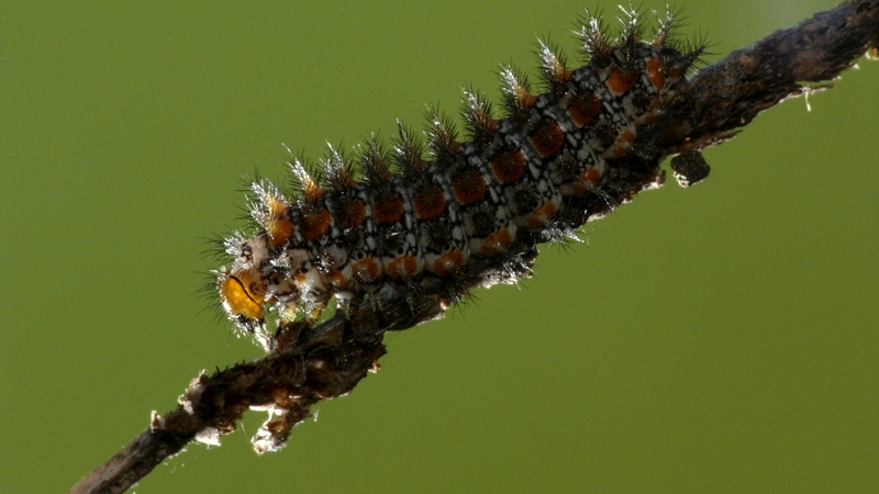 PROVE TECNICHE....DI MACROFOTO :)