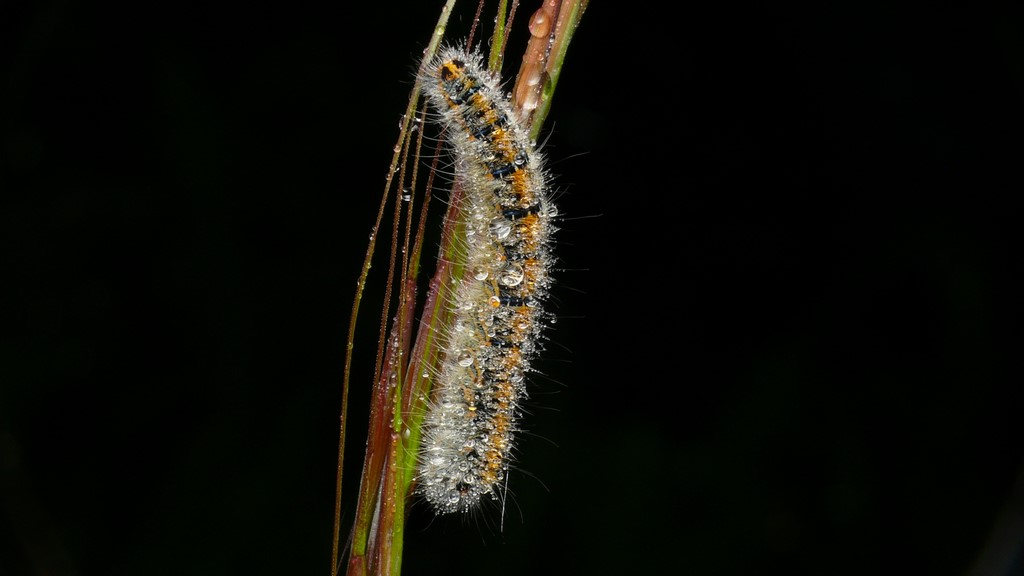 PROVE TECNICHE....DI MACROFOTO :)