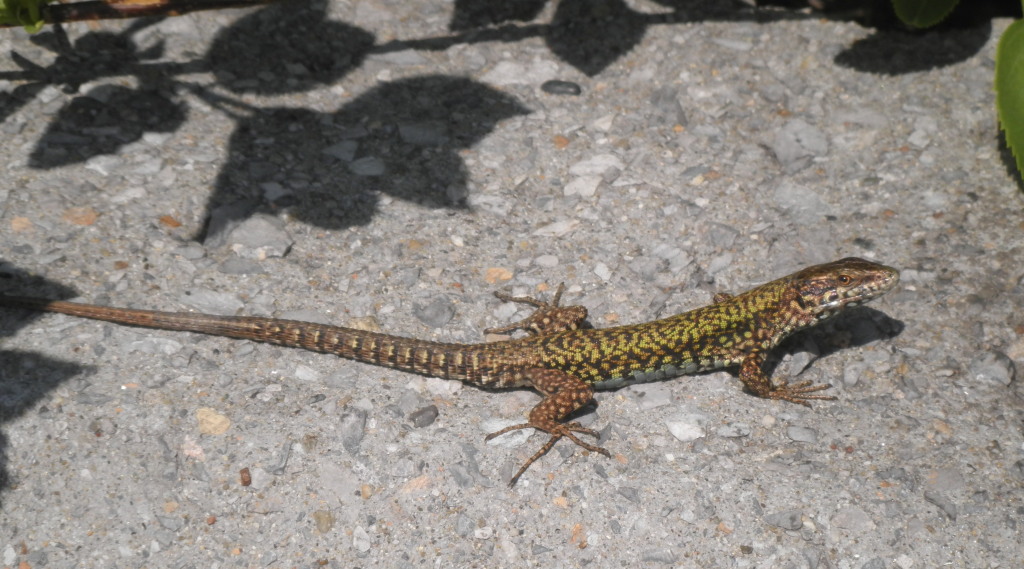 Podarcis muralis