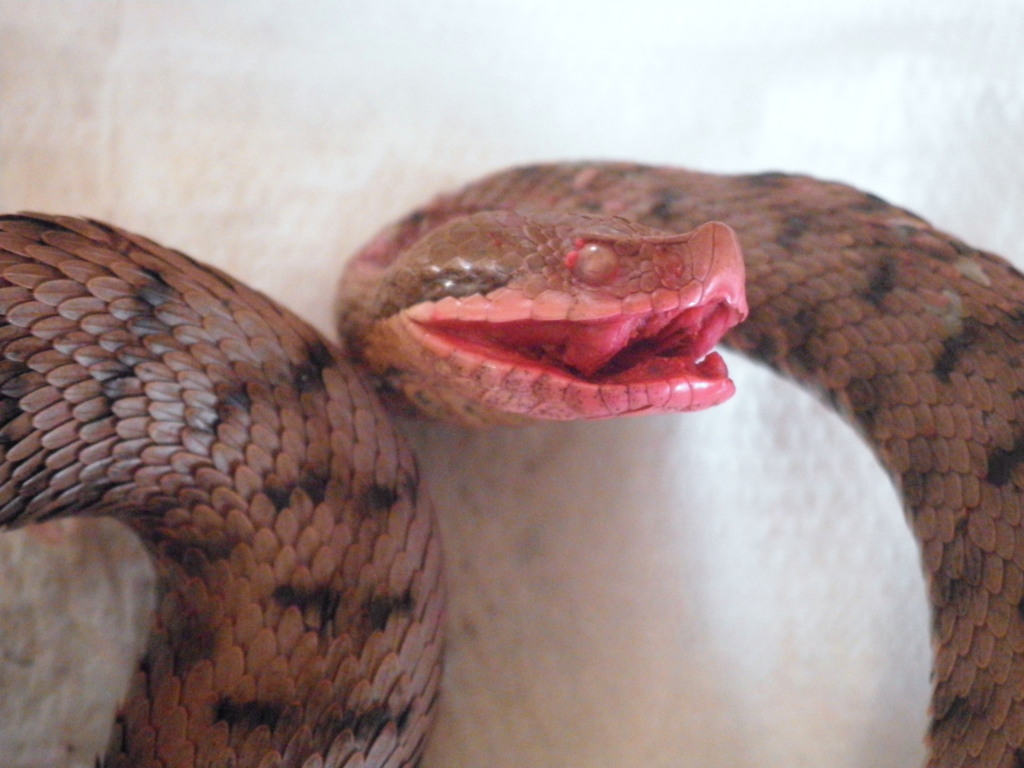Vipera aspis