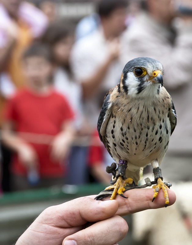 American Kestrel (falco sparverius)