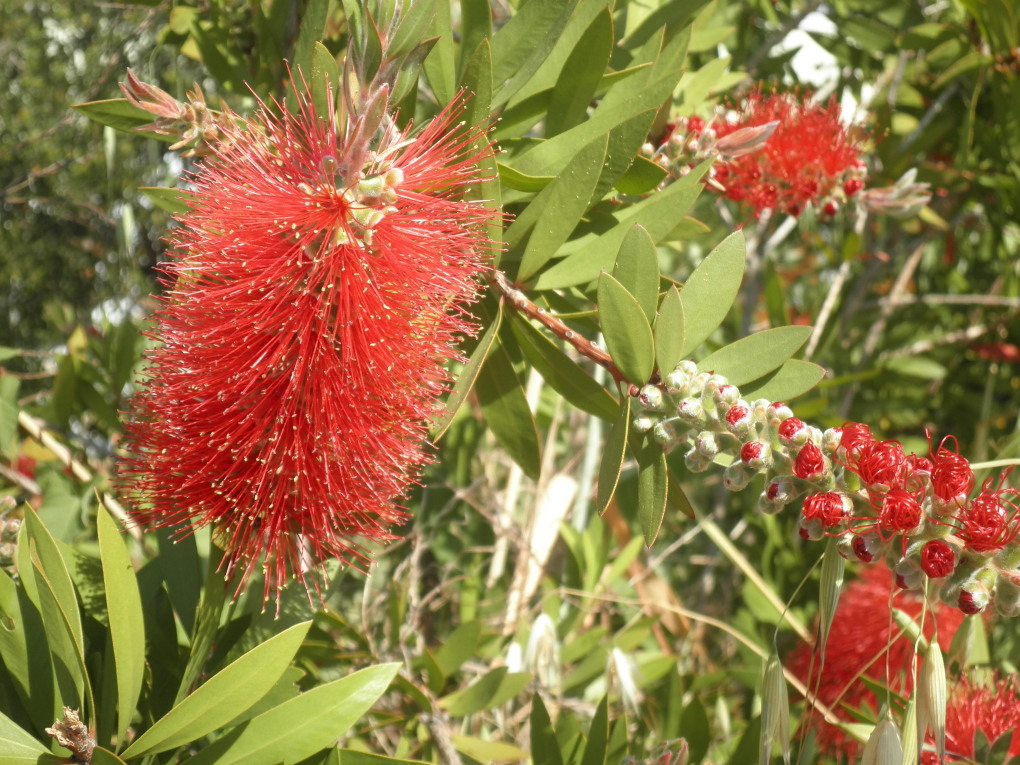 Fiori strani e belli