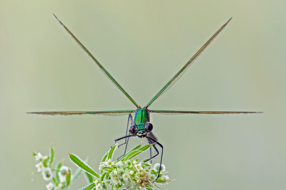 Calopteryx splendens