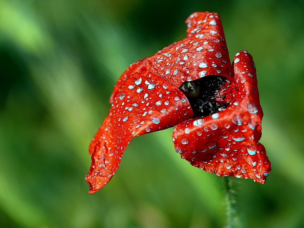Colpito dal "ramato"