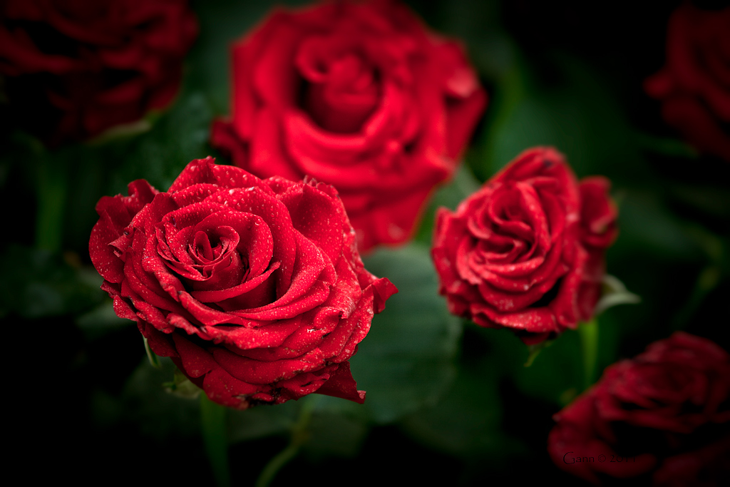 EUROFLORA 2011 - Un classico...