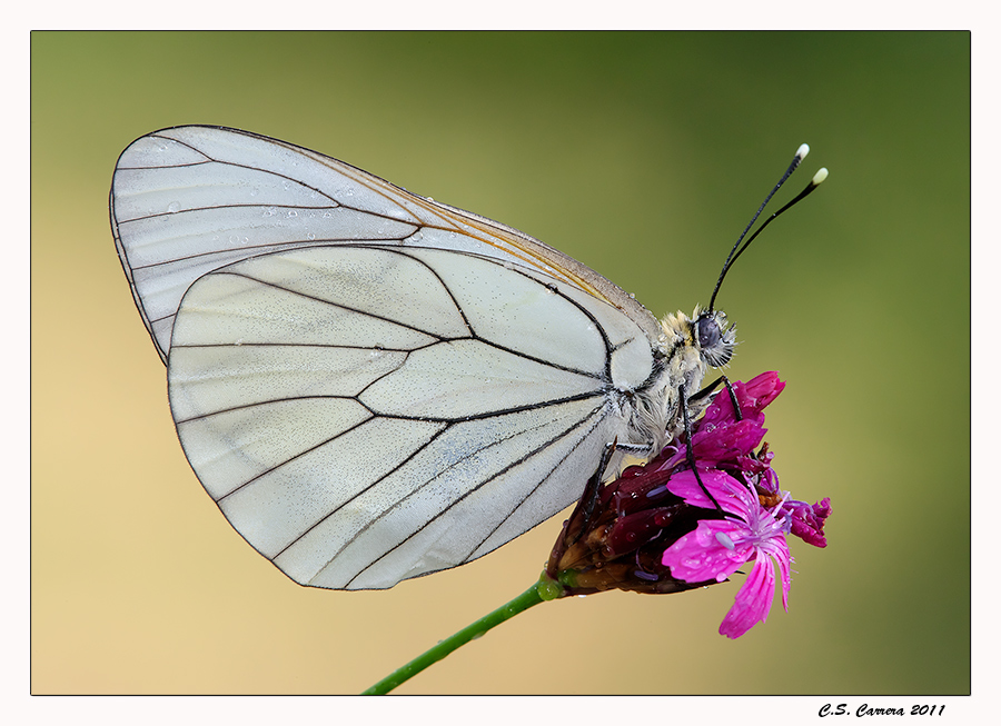 Pieride del biancospino