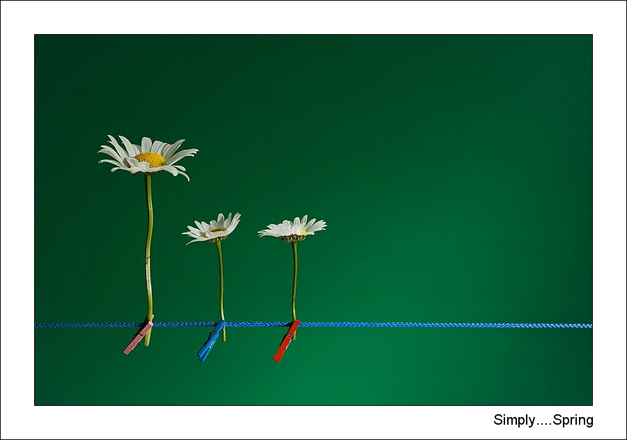 Simply....Spring
