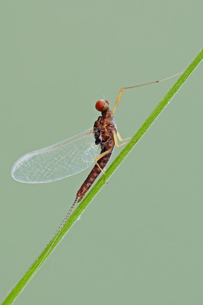 Serratella ignita