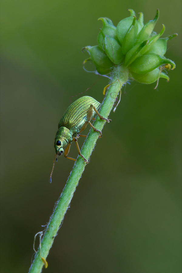 Phyllobius maculicornis (Curculionidae)