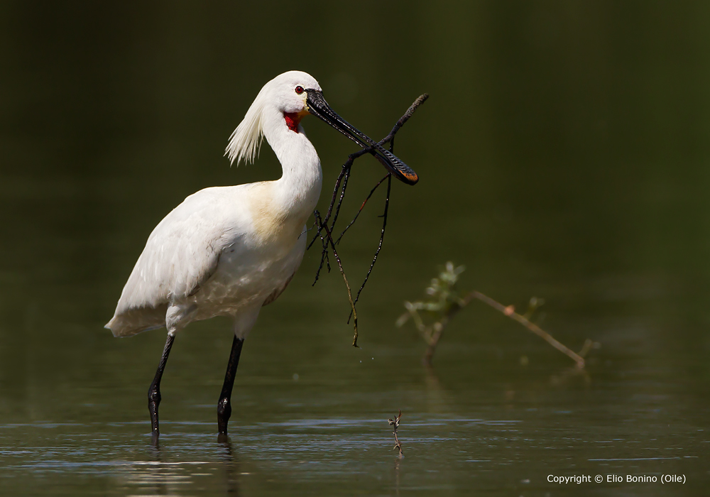 Spatola bianca (Platalea leucorodia)