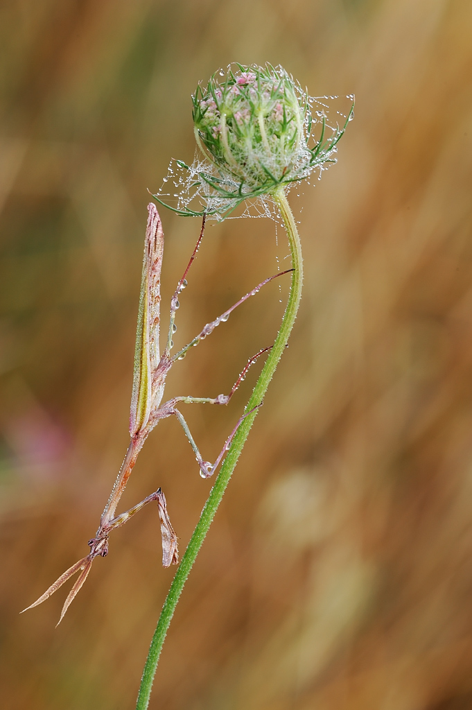 Una perla impreziosita