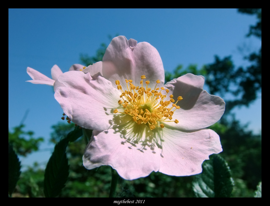 Rosa Canina