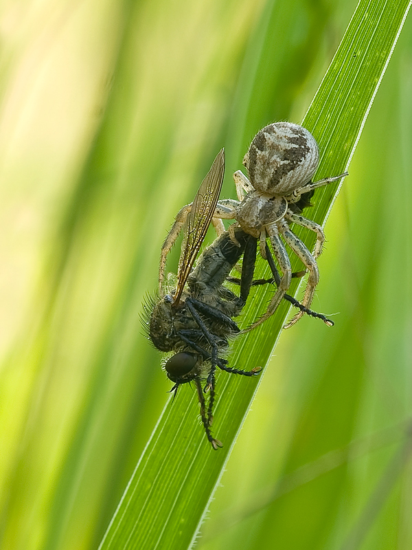 dapredatore... a preda....