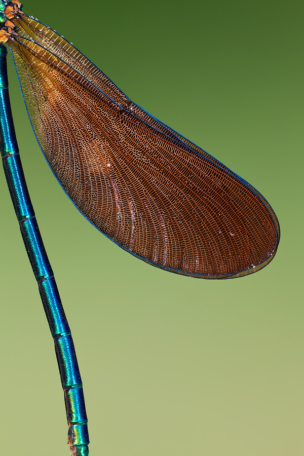 ...intrecci alari...